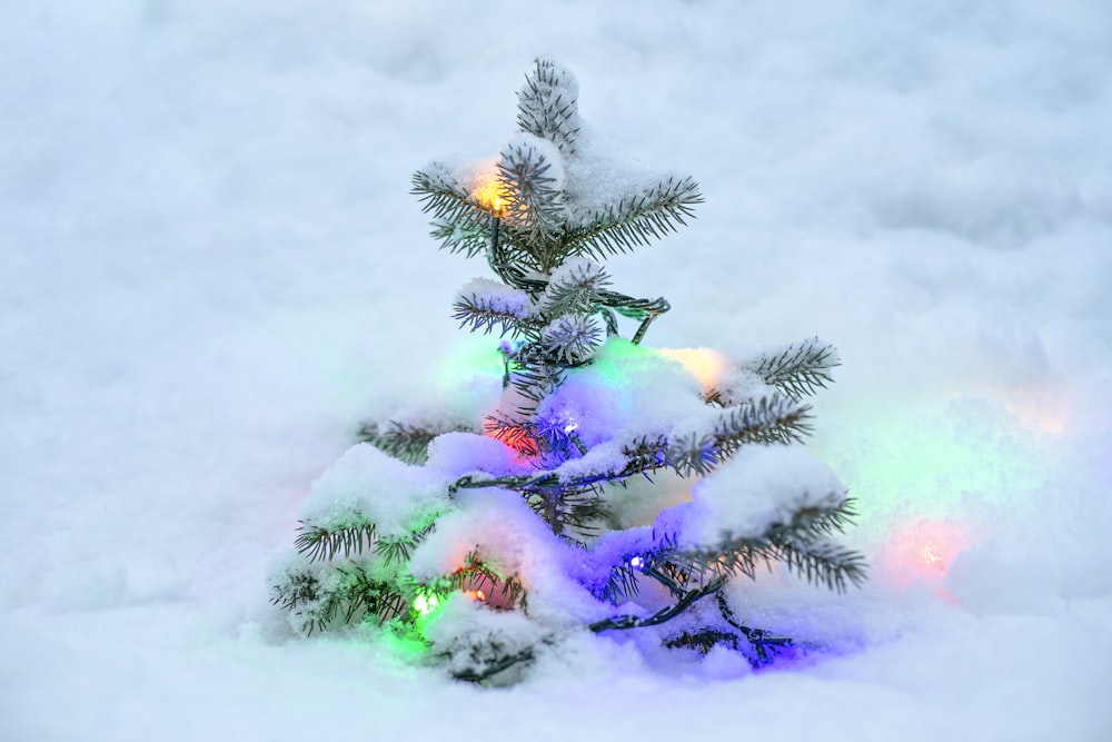 green and pink pine tree covered with snow