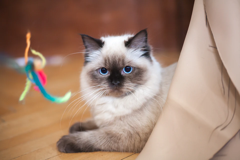 Siamese cat with light brown fur and dark blue eyes lies on its side looking