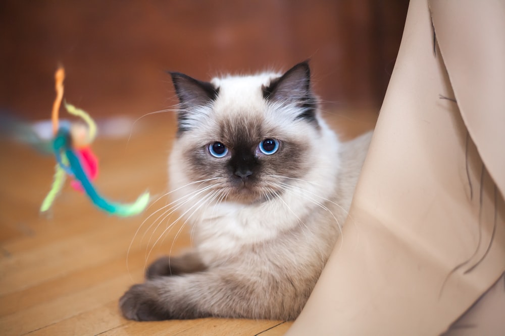 white and black cat on brown wooden table