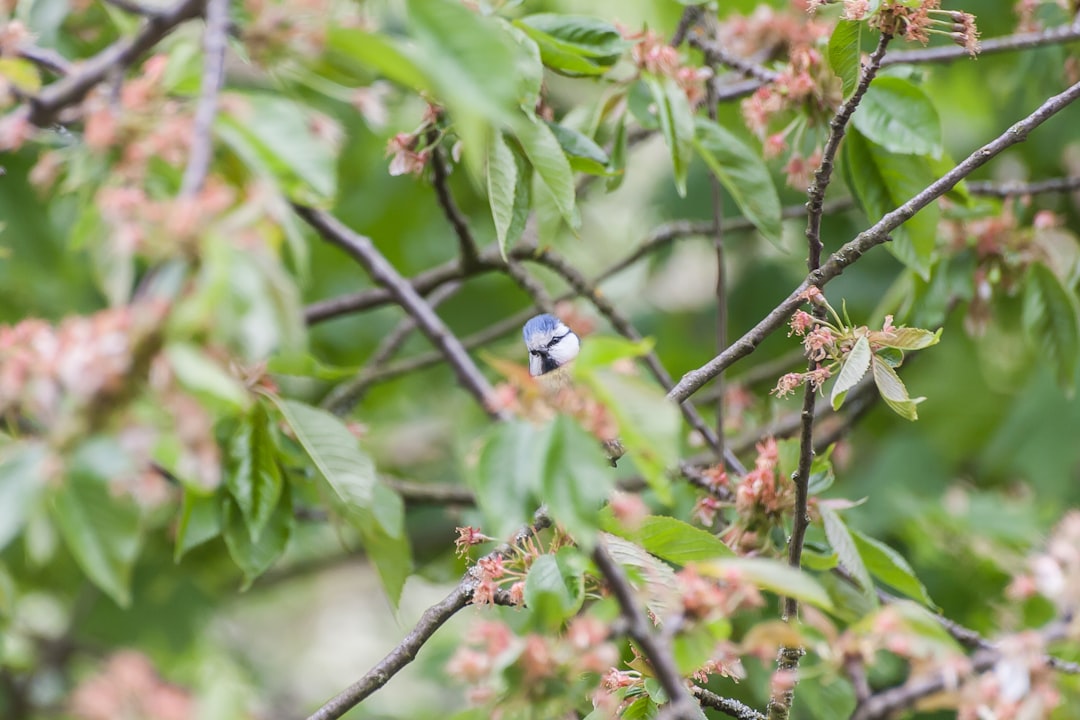 blue and white bird on brown tree branch during daytime