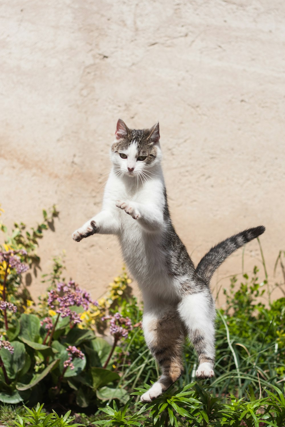 white and black cat on green grass field