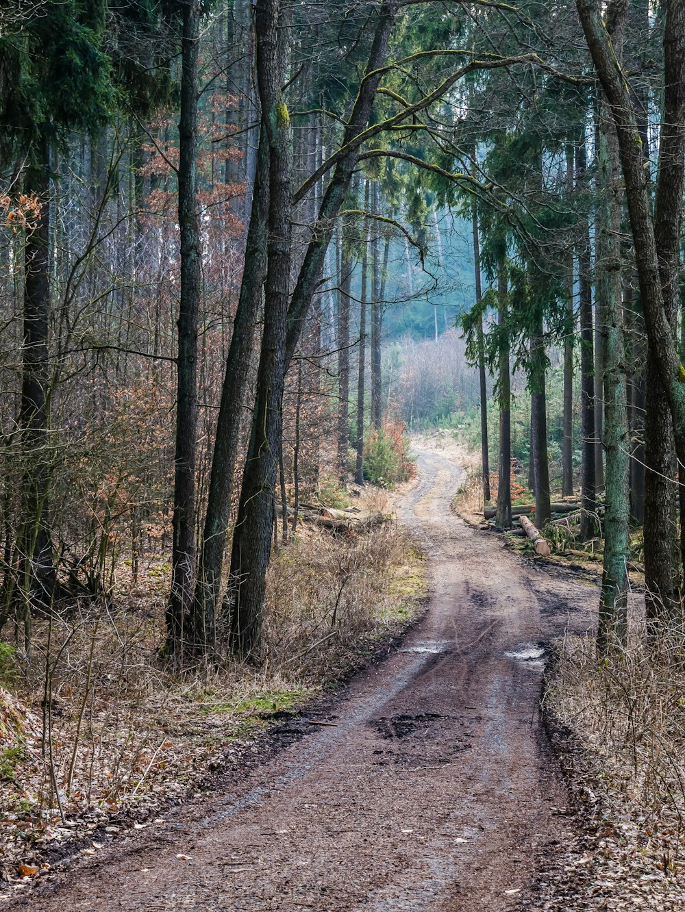 pathway between trees during daytime