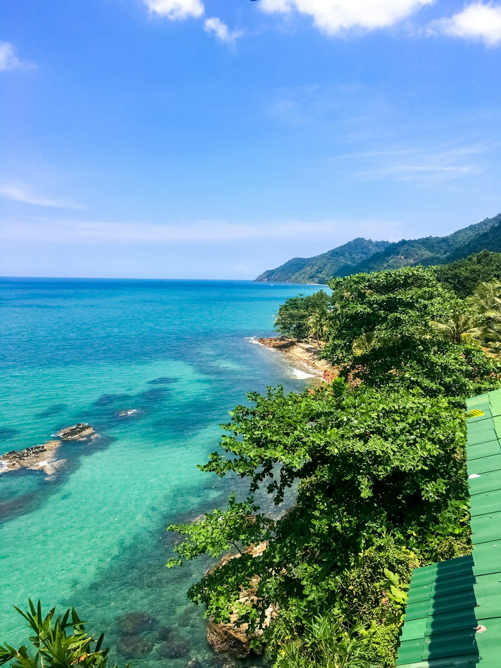 green trees near body of water during daytime