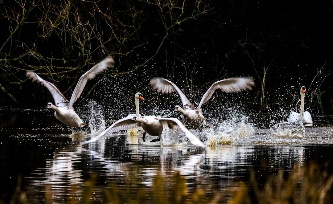 white swan on water during daytime