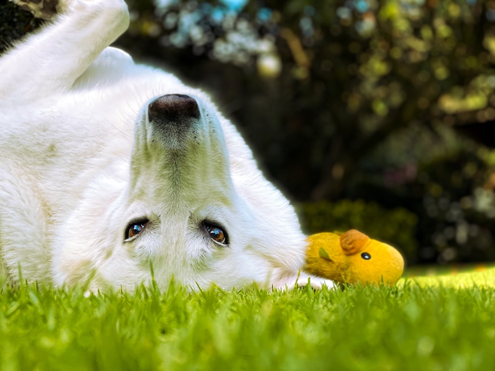 white wolf lying on green grass field during daytime