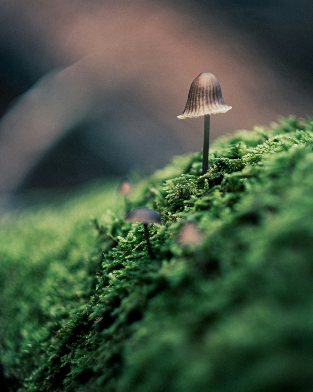 brown mushroom on green moss