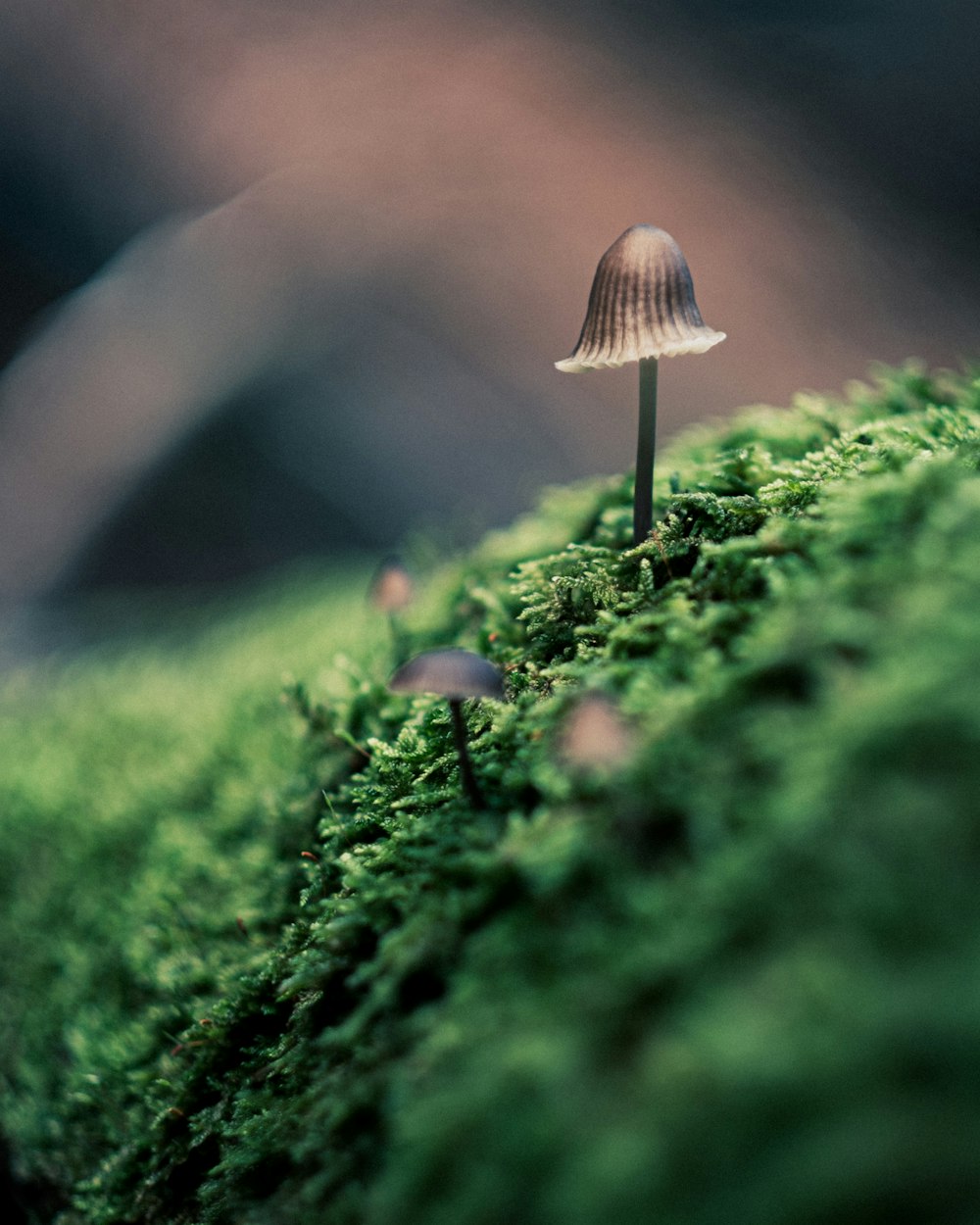 champignon brun sur mousse verte