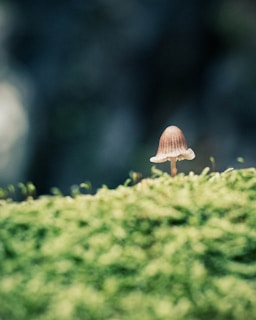 A small, delicate mushroom stands on a vivid green mossy surface against a blurred, dark background. The mushroom's cap is a light brown with subtle stripes, and the gills are slightly visible underneath.