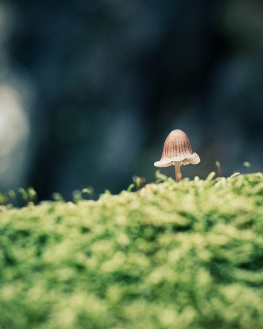 A small, delicate mushroom stands on a vivid green mossy surface against a blurred, dark background. The mushroom's cap is a light brown with subtle stripes, and the gills are slightly visible underneath.