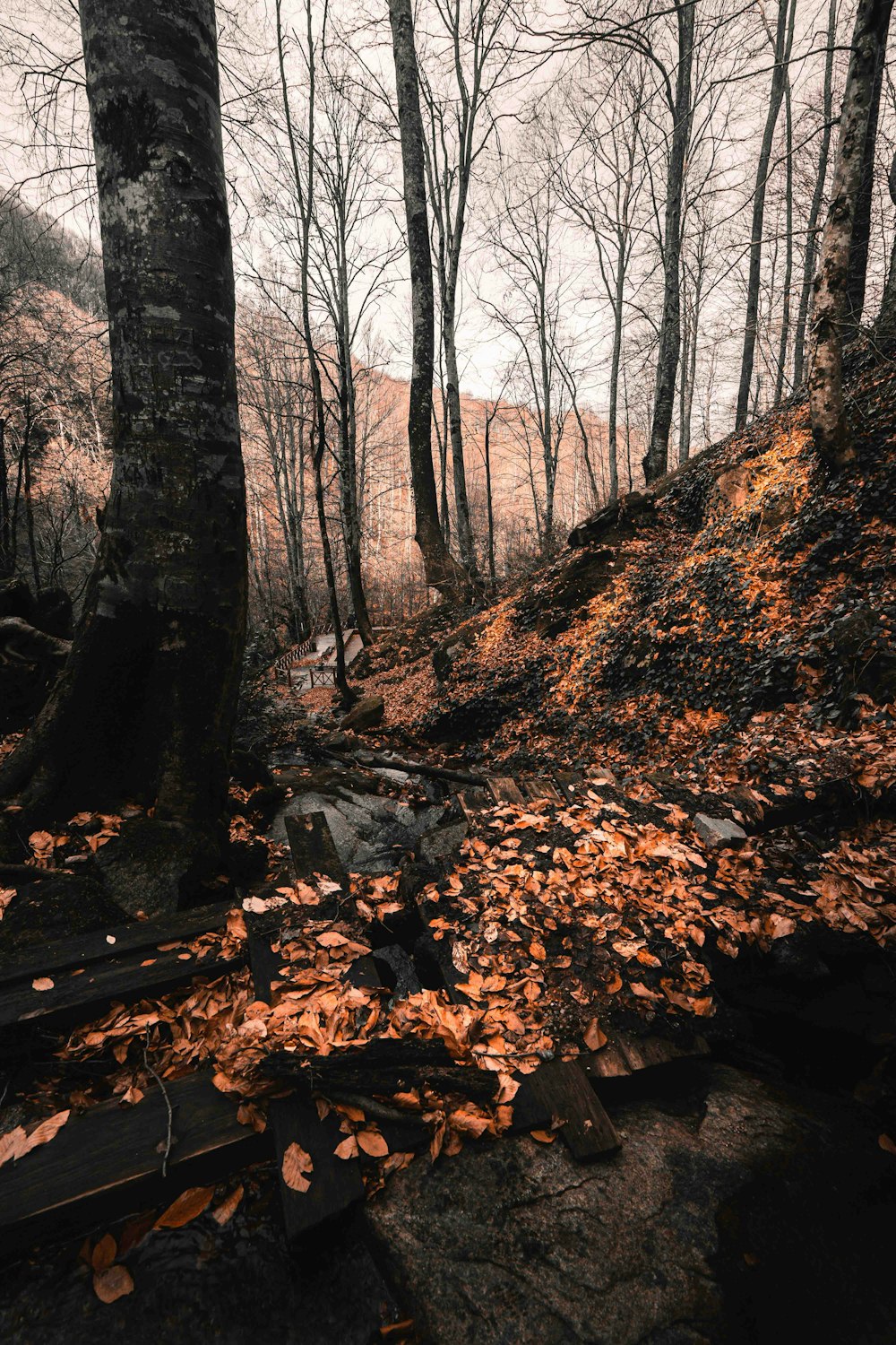 brown dried leaves on ground