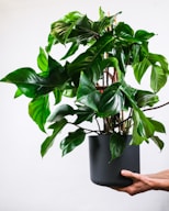 green plant on black pot