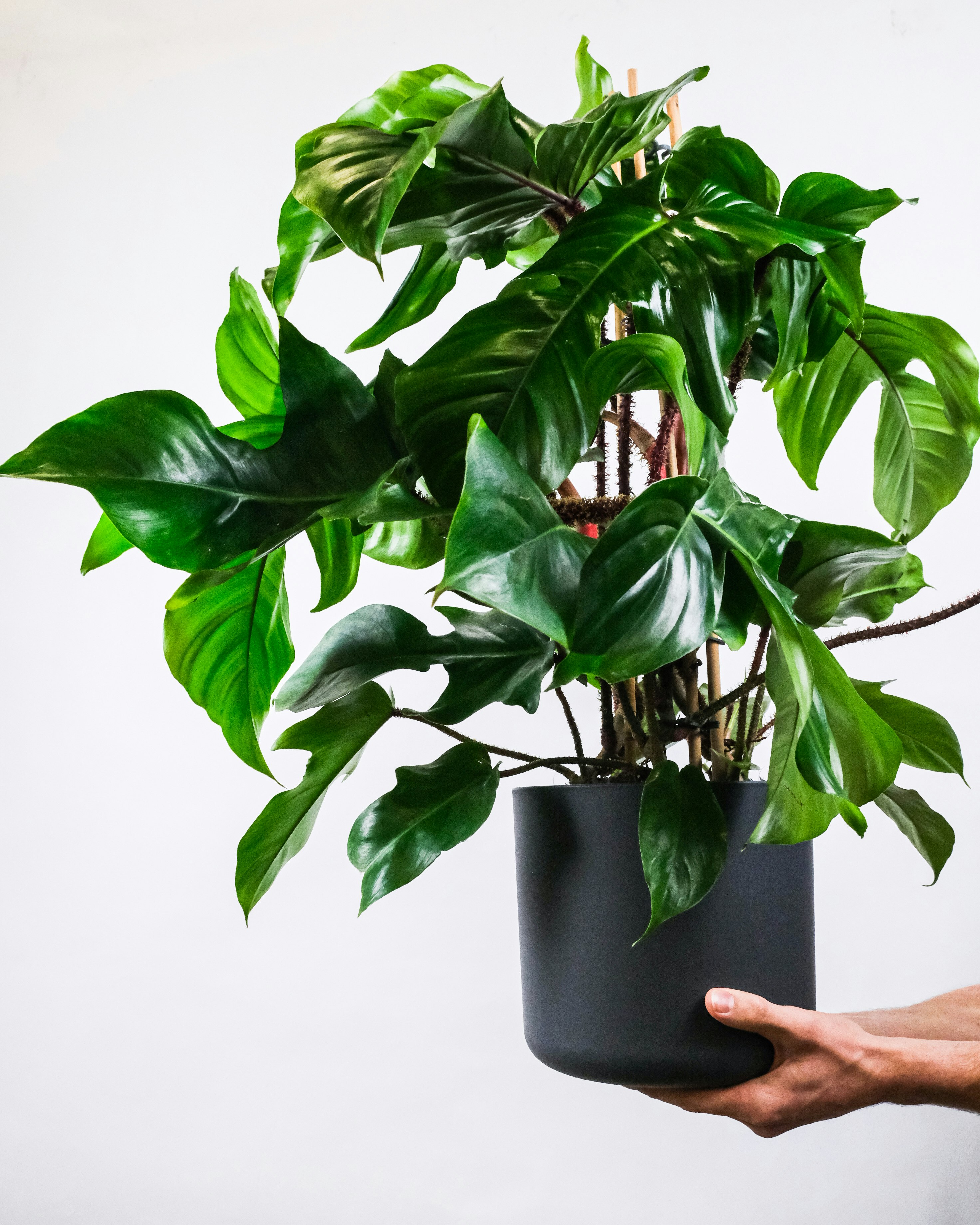 green plant on black pot