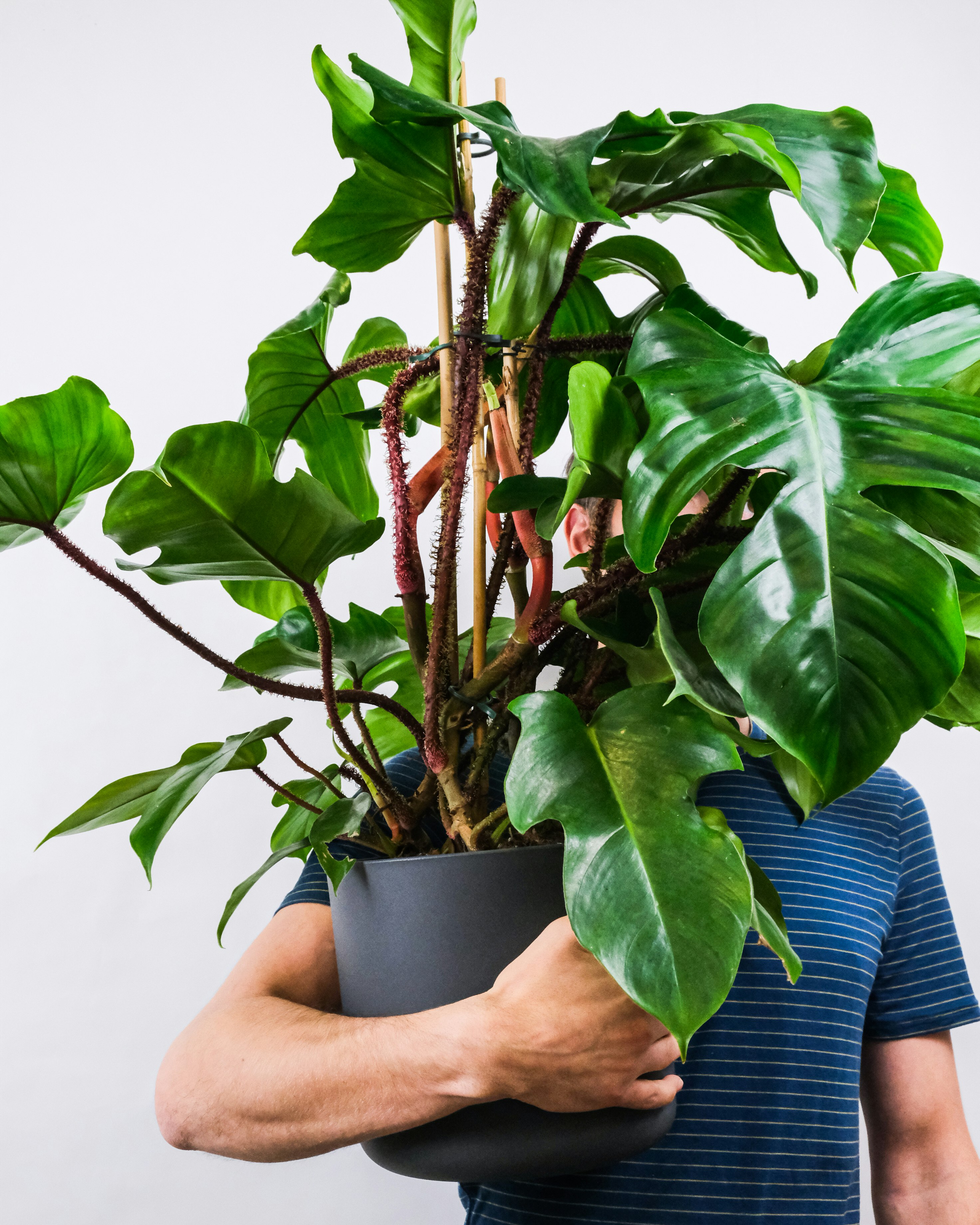 person holding green plant in blue pot