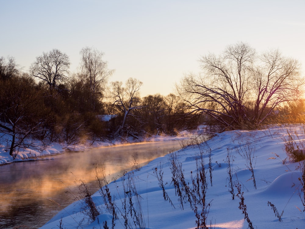 leafless trees on snow covered ground during daytime