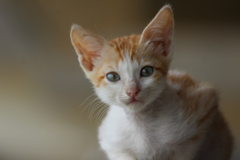gato atigrado naranja y blanco