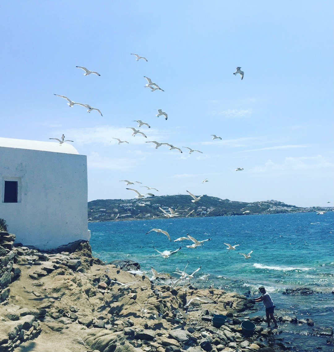 flock of birds flying over the sea during daytime