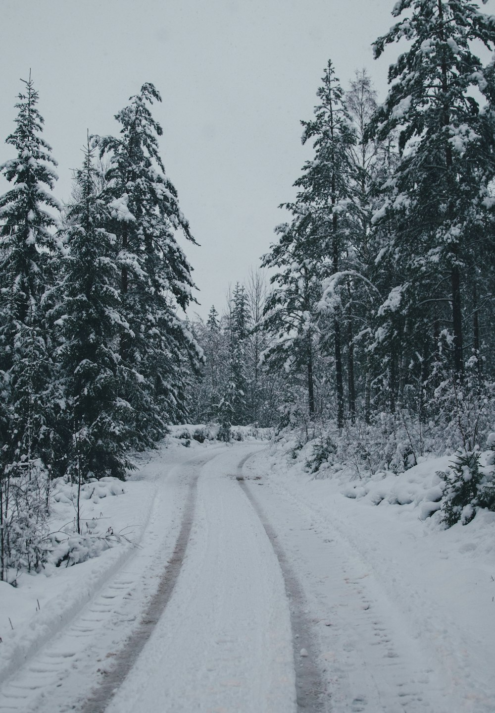 snow covered road between trees during daytime