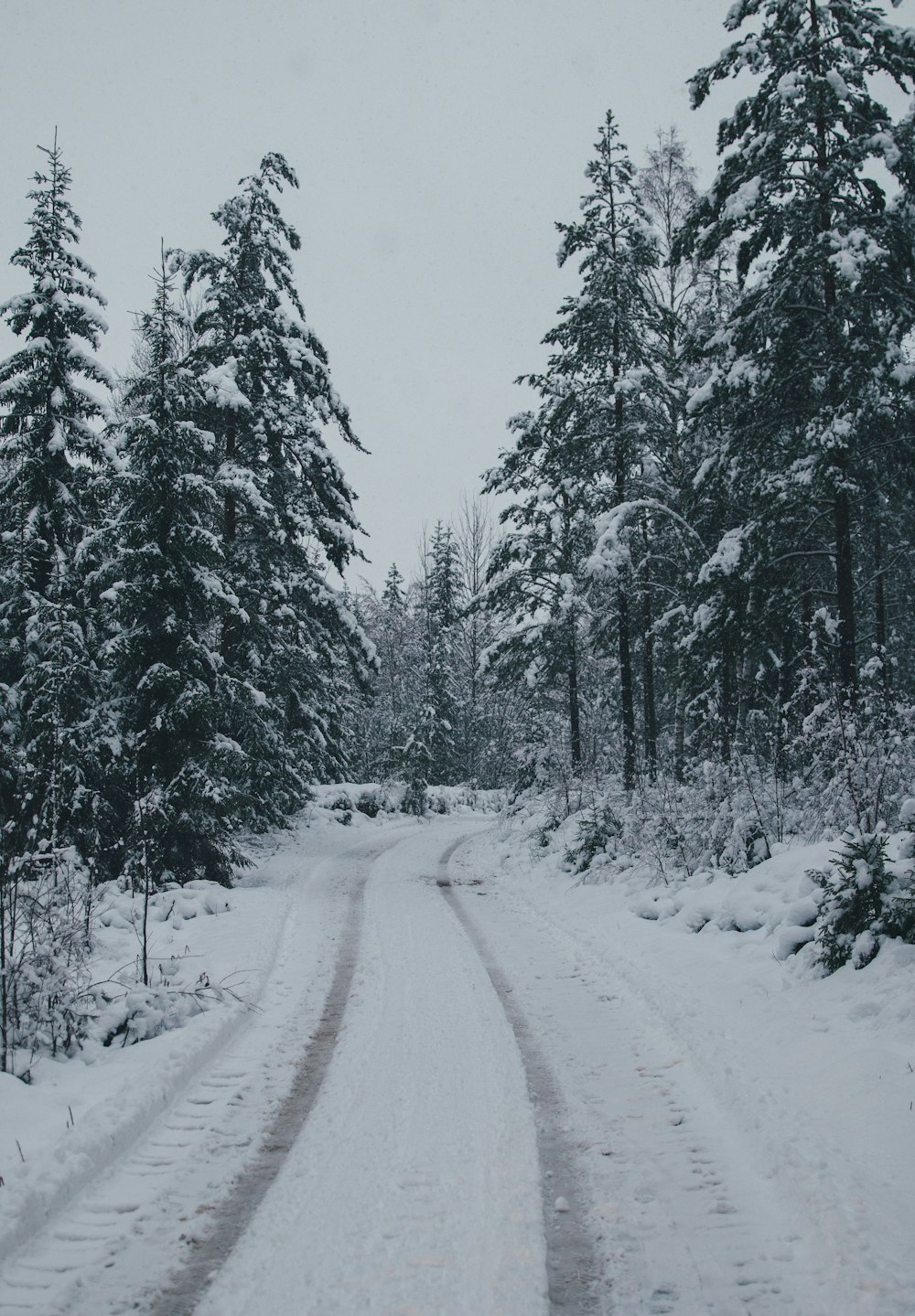 Schneebedeckte Straße zwischen Bäumen tagsüber