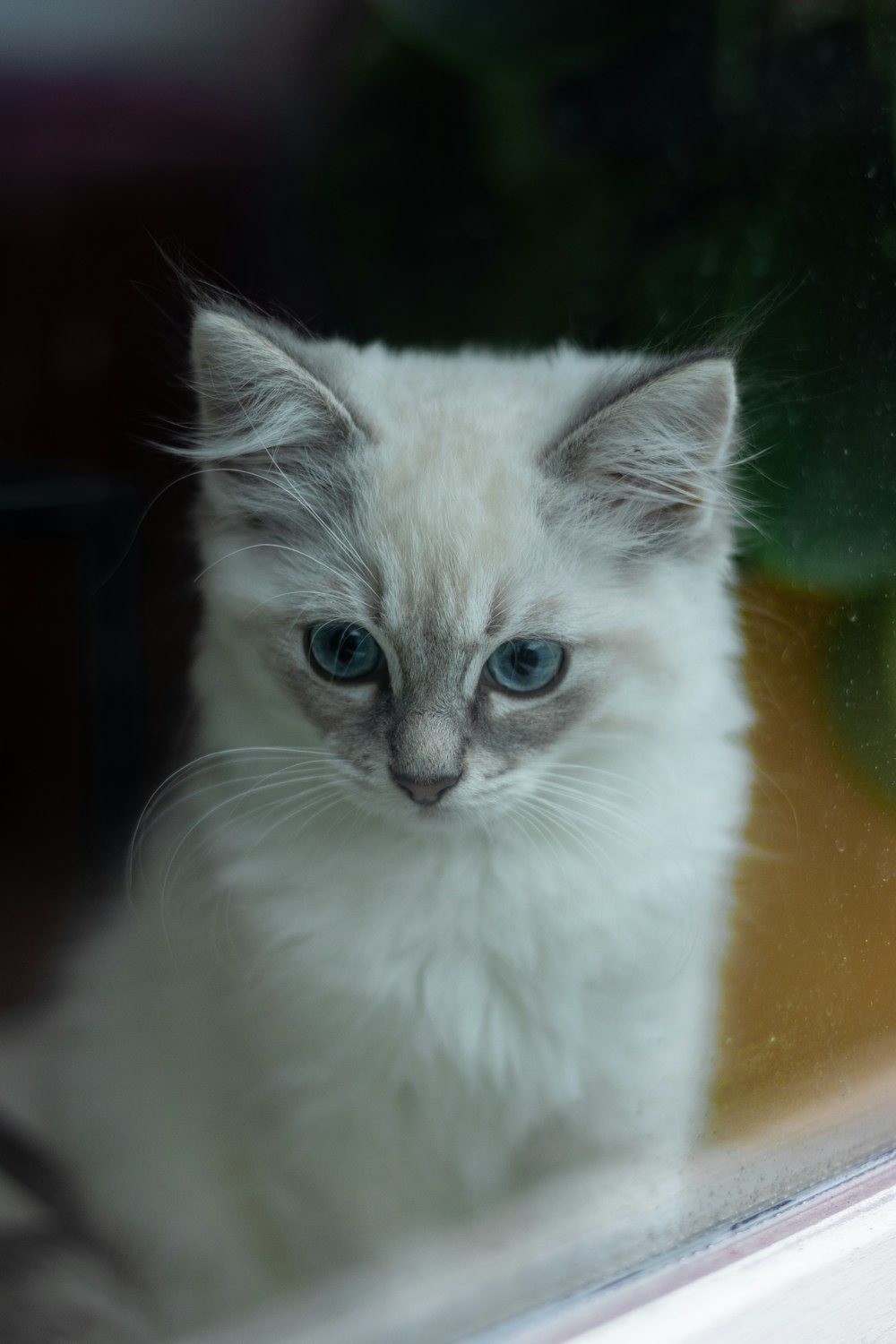 white and gray long fur cat