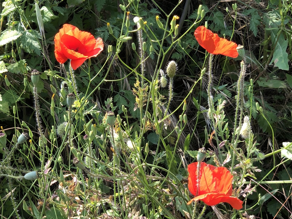 red flower on green grass