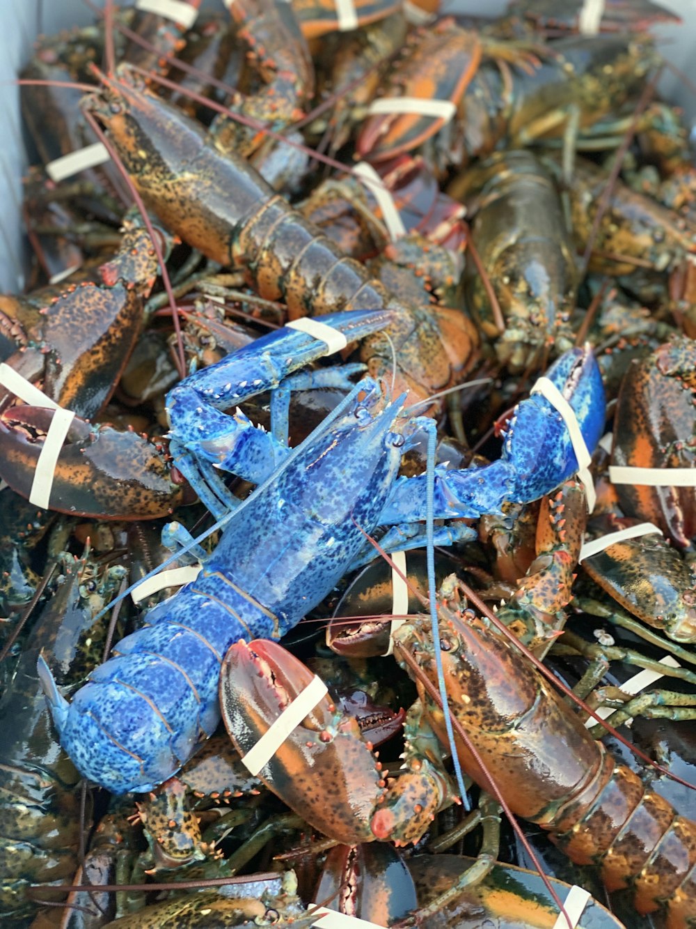 a container filled with lots of blue lobsters