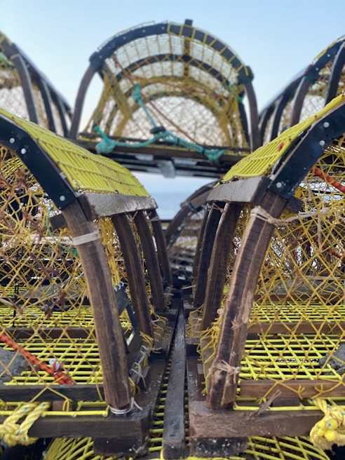 Close-up of humane traps set carefully along a building's foundation in Île-de-France