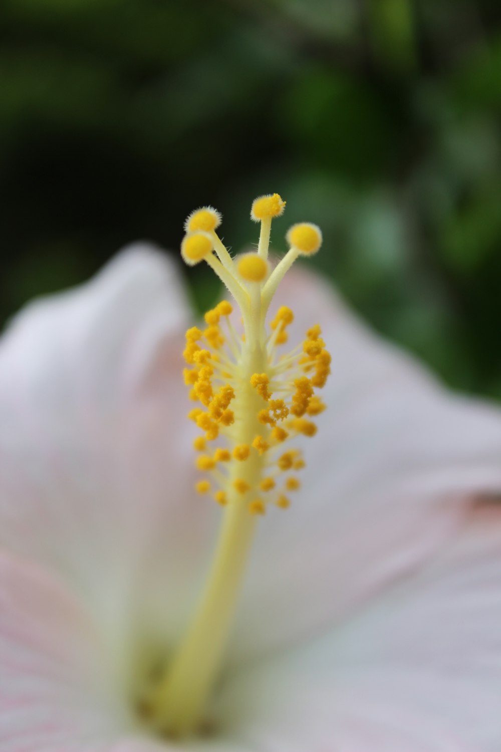 white and yellow flower in macro photography
