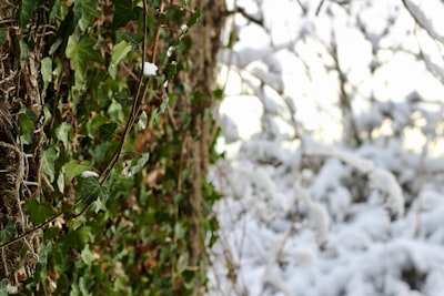 green plant with white snow elves google meet background