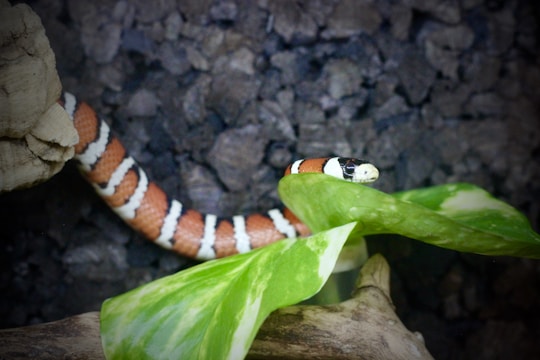 A snake with a striking pattern of orange, black, and white bands is coiled around some green leaves. The background consists of dark brown rocks, creating a natural habitat appearance. The snake's head is visible and is positioned alertly over the leaves.
