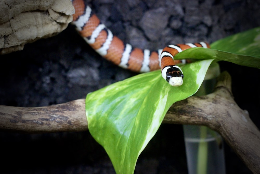 white and brown snake on green leaf