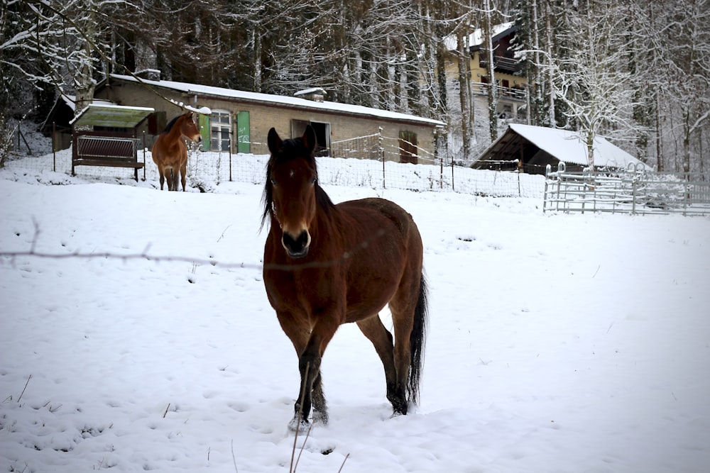 brown horse on snow covered ground during daytime