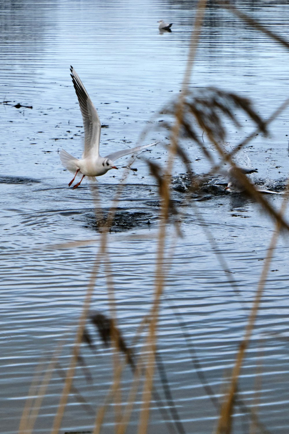 white bird flying over water during daytime