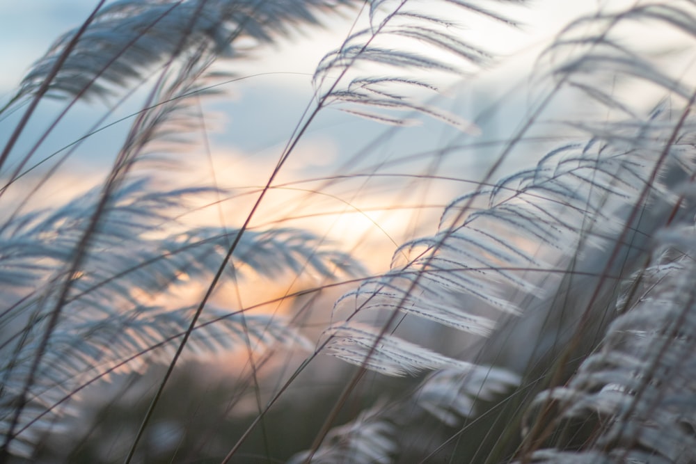 brown grass in tilt shift lens