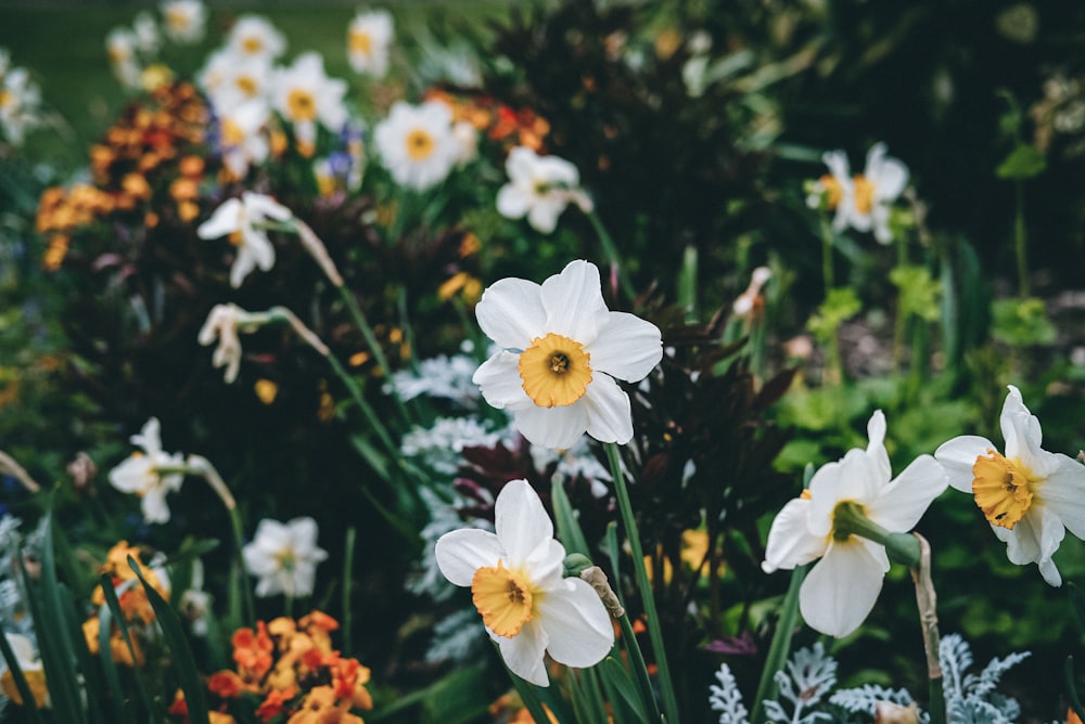 white and orange flowers with green leaves