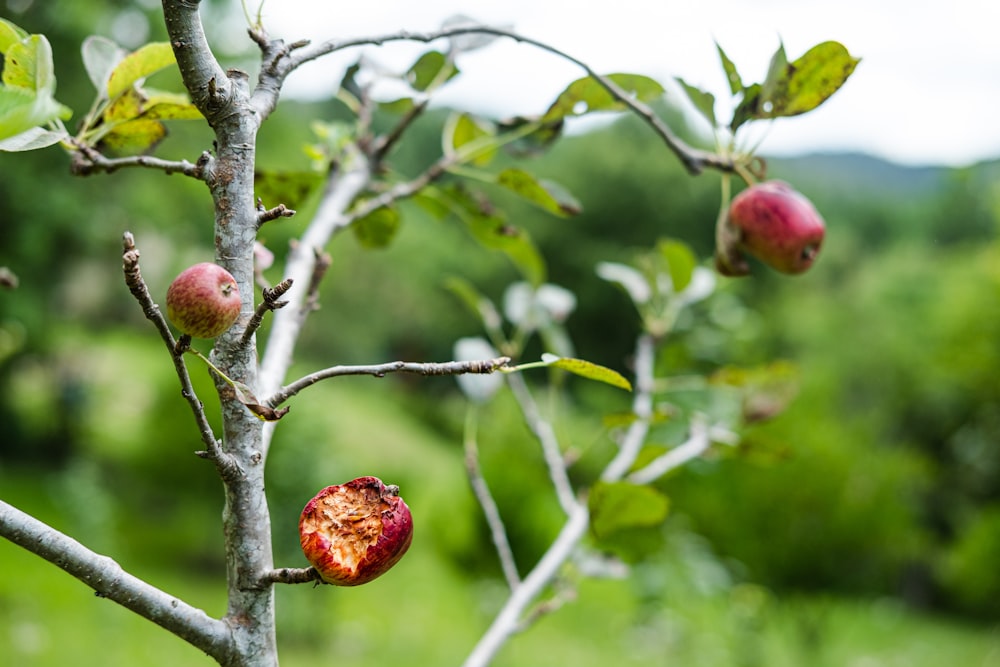 red round fruit on tree branch during daytime