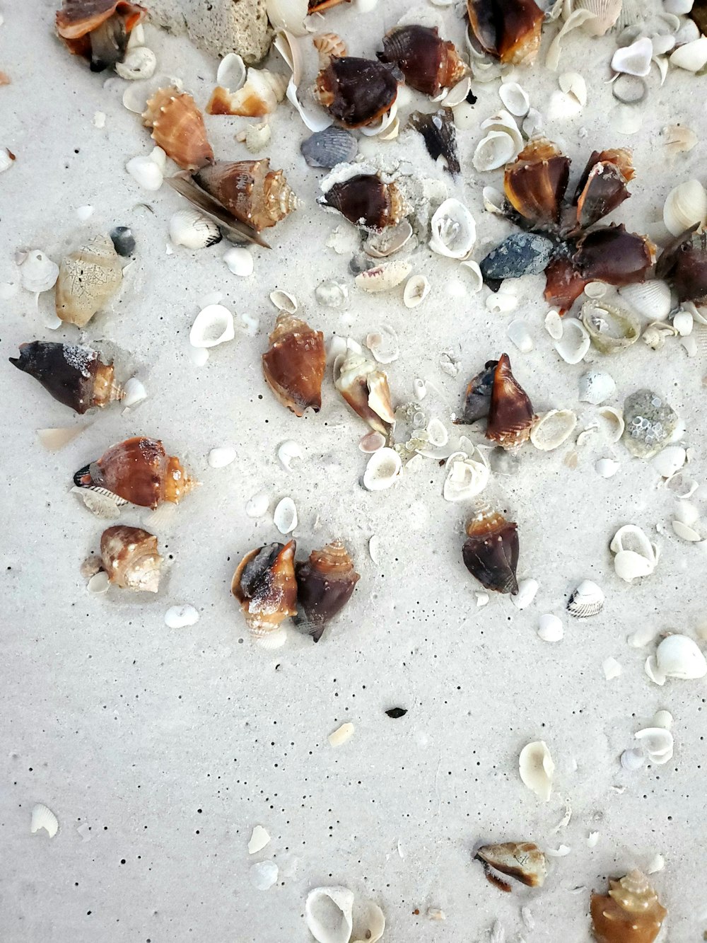 conchas marinas blancas y marrones sobre arena blanca