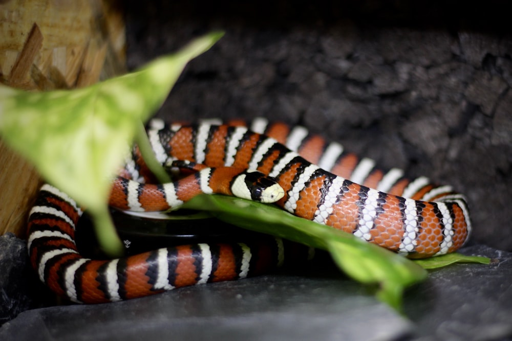 red white and black snake