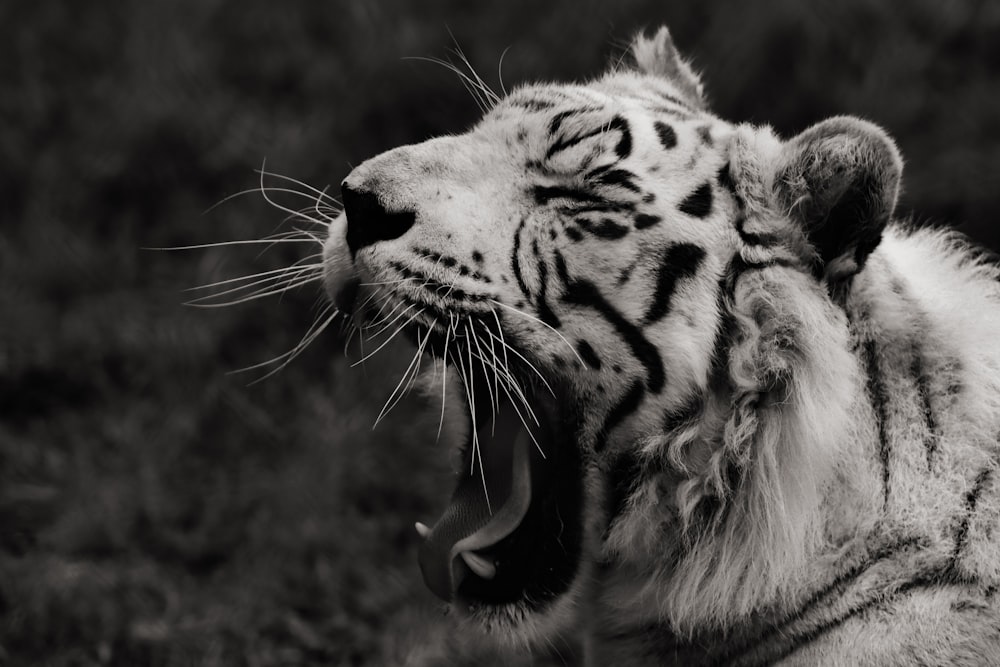 grayscale photo of tiger opening mouth