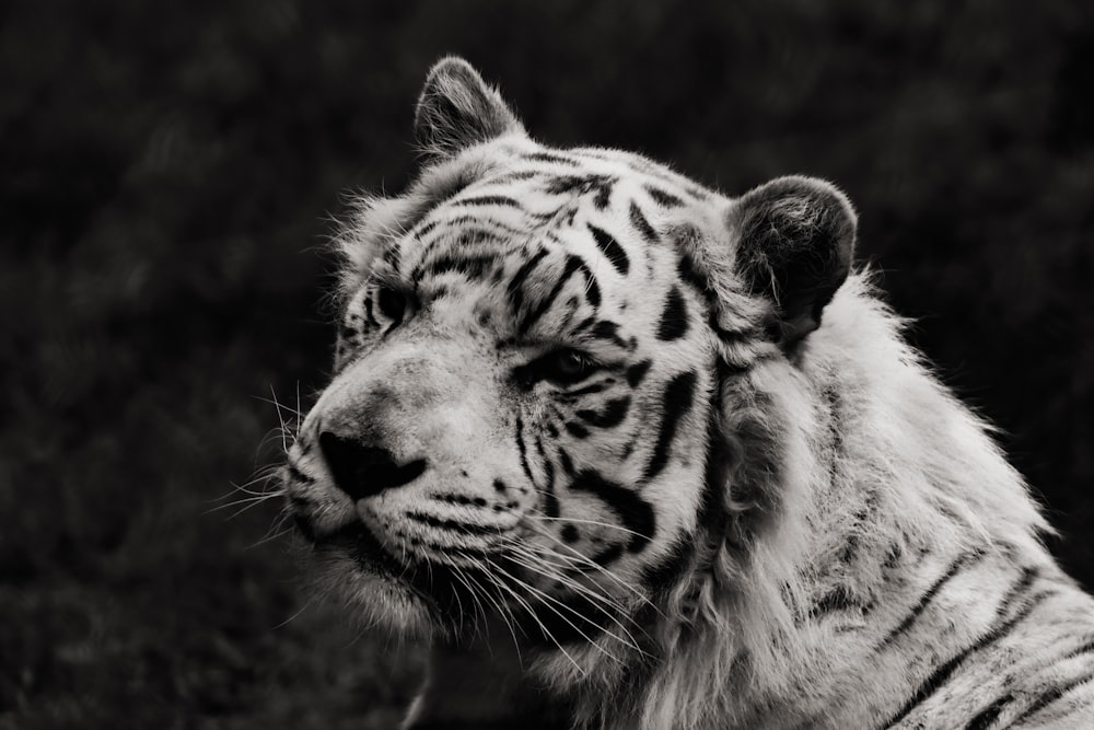 grayscale photo of tiger lying on ground
