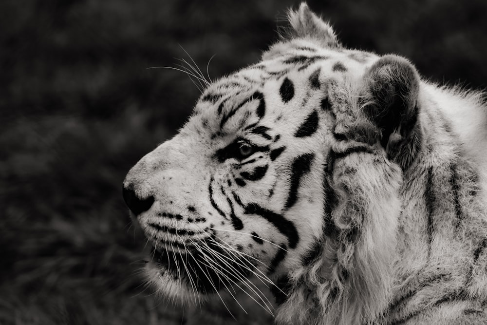 grayscale photo of tiger in black background