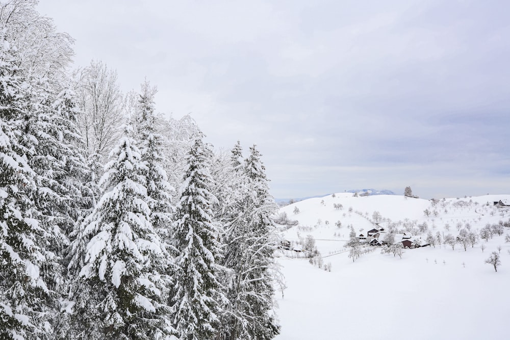 snow covered trees during daytime