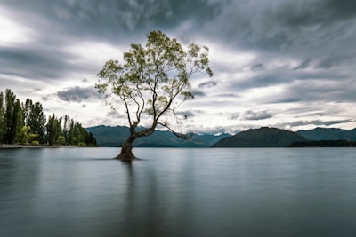 green tree on body of water under cloudy sky during daytime