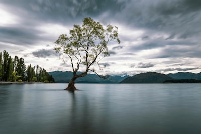 green tree on body of water under cloudy sky during daytime stunning zoom background