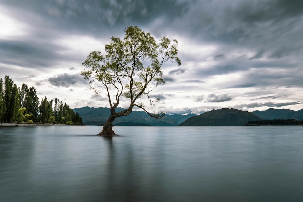 green tree on body of water under cloudy sky during daytime