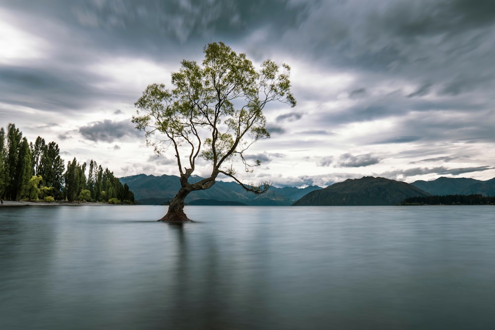 albero verde sullo specchio d'acqua sotto il cielo nuvoloso durante il giorno