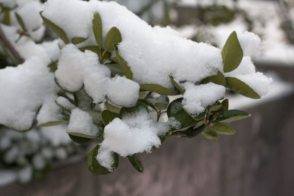 white snow on green plant