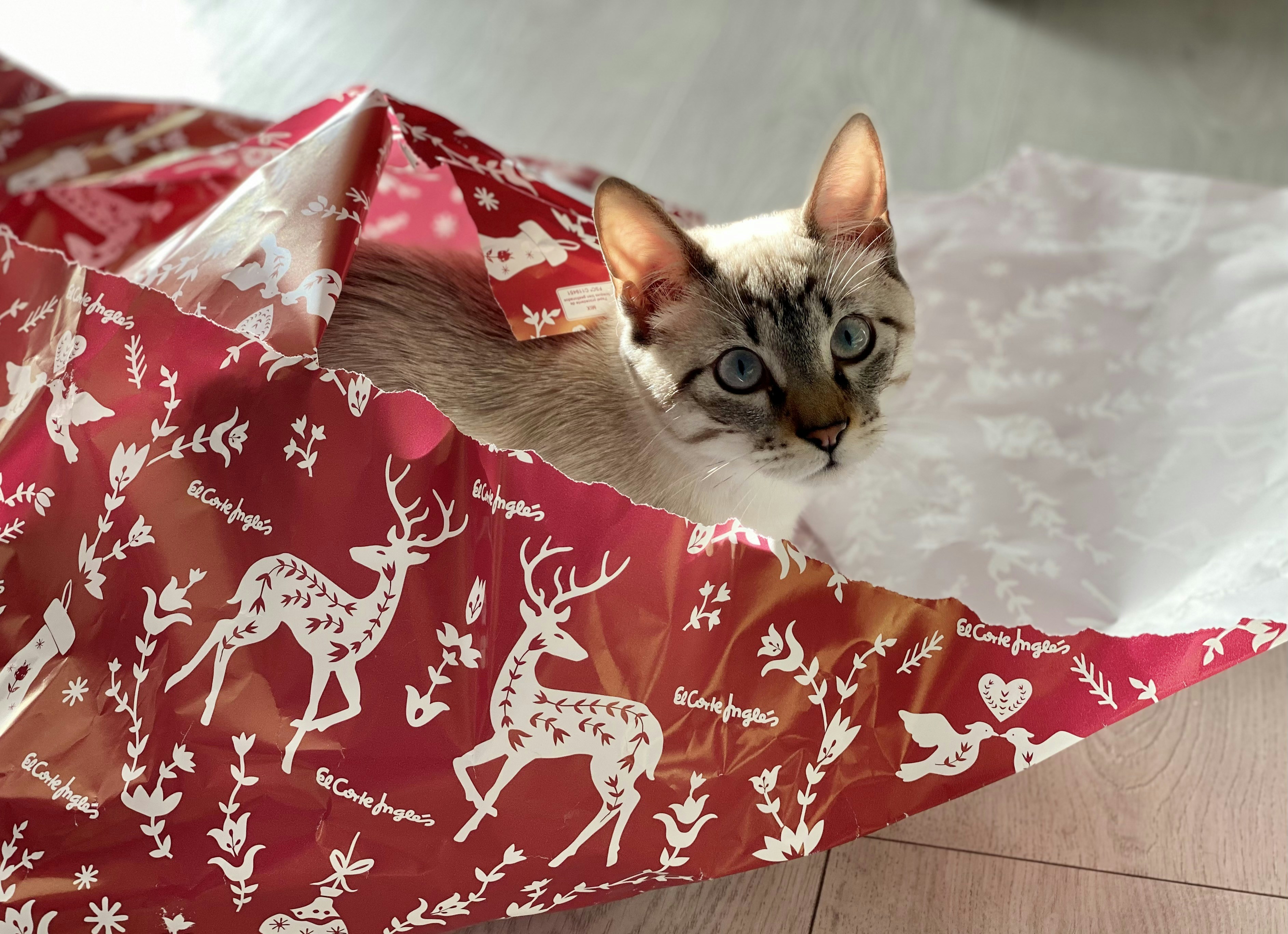 white and brown cat on red and white floral textile