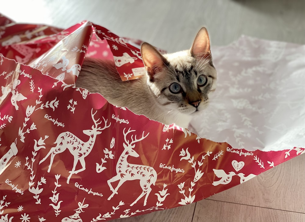 white and brown cat on red and white floral textile