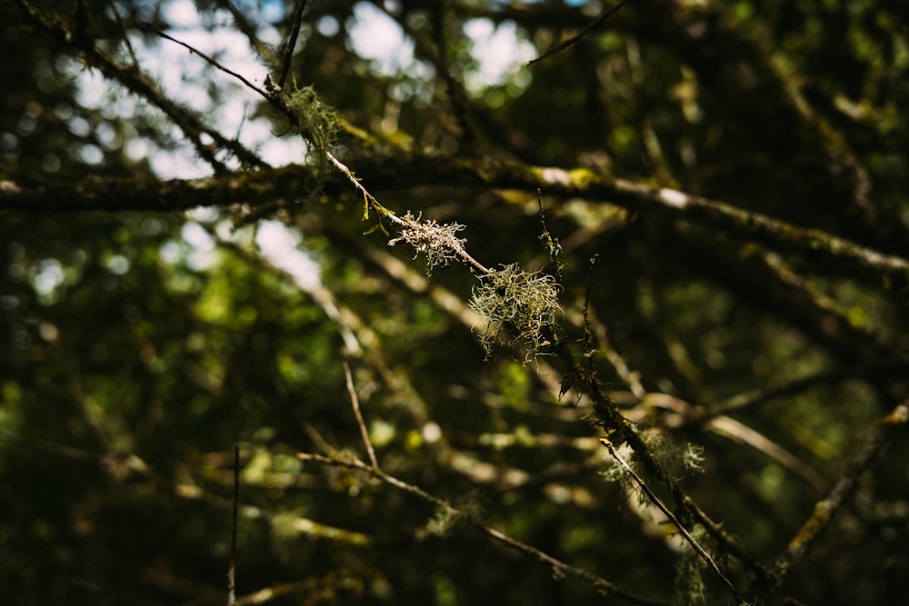 spider web on brown tree branch during daytime