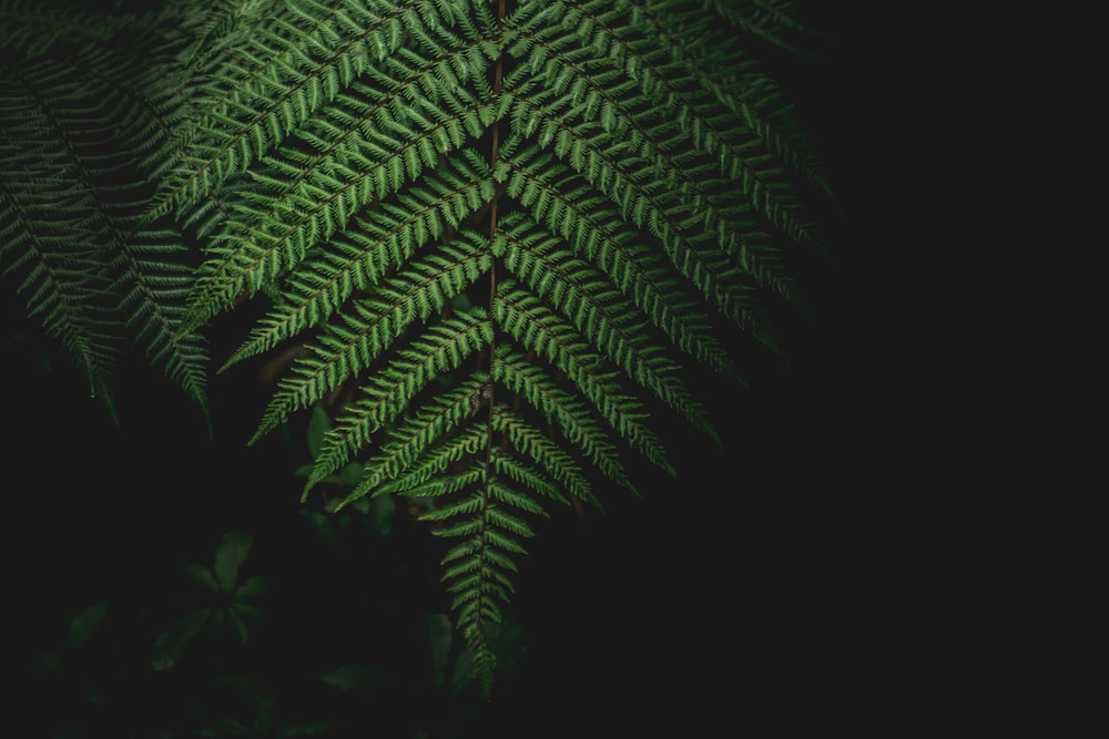 green fern plant in dark room